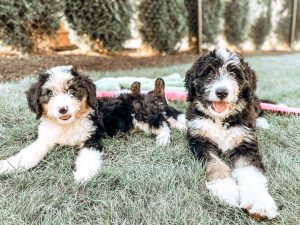 how big is a bernedoodle