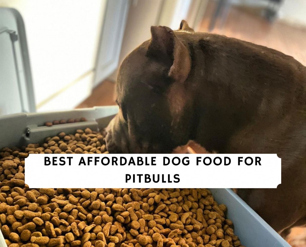 Best Affordable Dog Food for Pitbulls Top 7 Picks! (2022) We Love