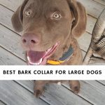 Best Bark Collar for Large Dogs