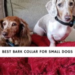 Best Bark Collar for Small Dogs