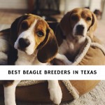 Best-Beagle-Breeders-in-Texas