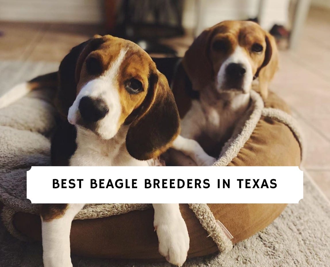 are pocket beagles good with kids