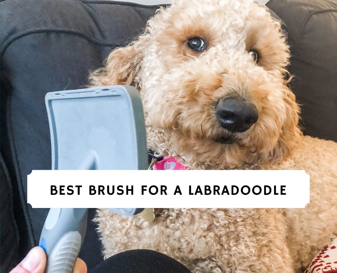 Best Brush for a Labradoodle - Top 9 Picks! (2022) - We Love Doodles