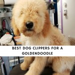 Best Clippers for a Goldendoodle