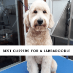 Best Clippers for a Labradoodle