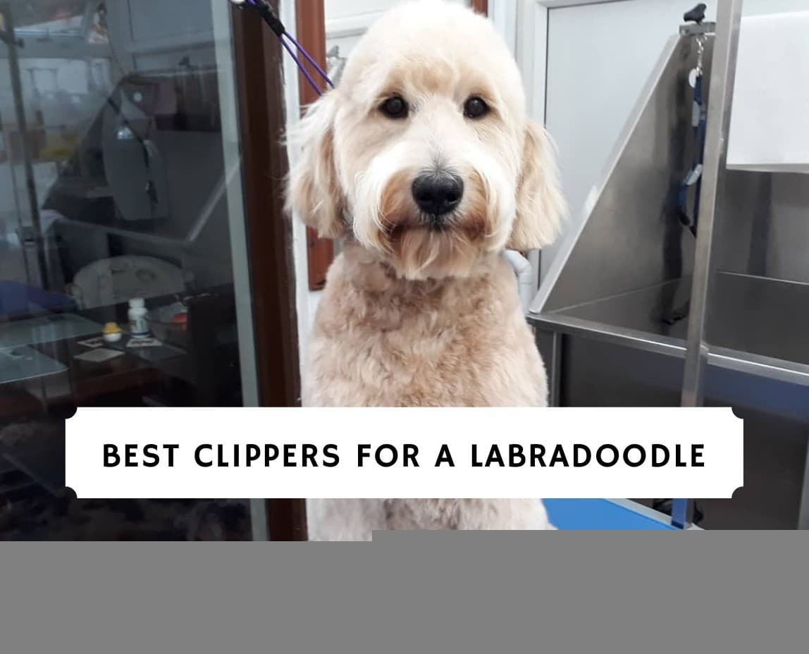 Labradoodle clippers best sale