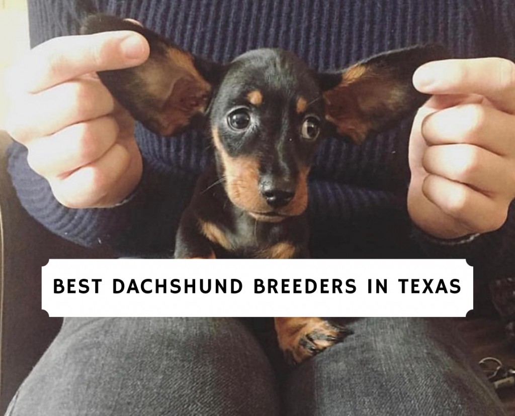 7 Best Dachshund Breeders In Texas 2021 We Love Doodles