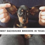 Best Dachshund Breeders in Texas
