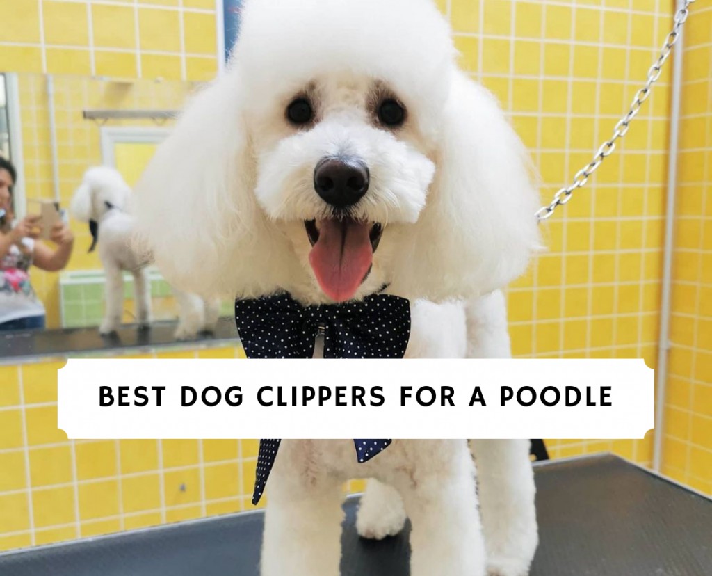 what are the best clippers for poodles