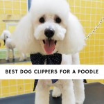 Best Dog Clippers for a Poodle