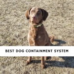 Best Dog Containment System