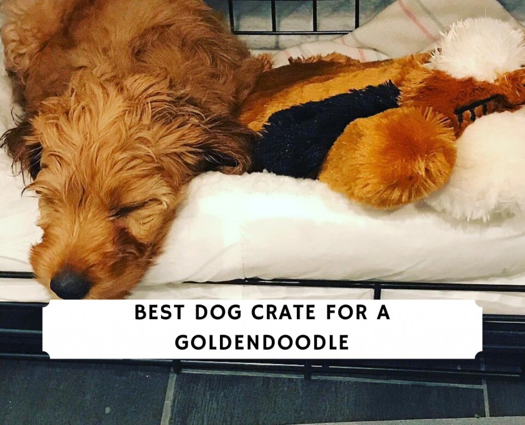 Best Dog Crate For a Goldendoodle - Top 9 Picks! (2023) - We Love Doodles