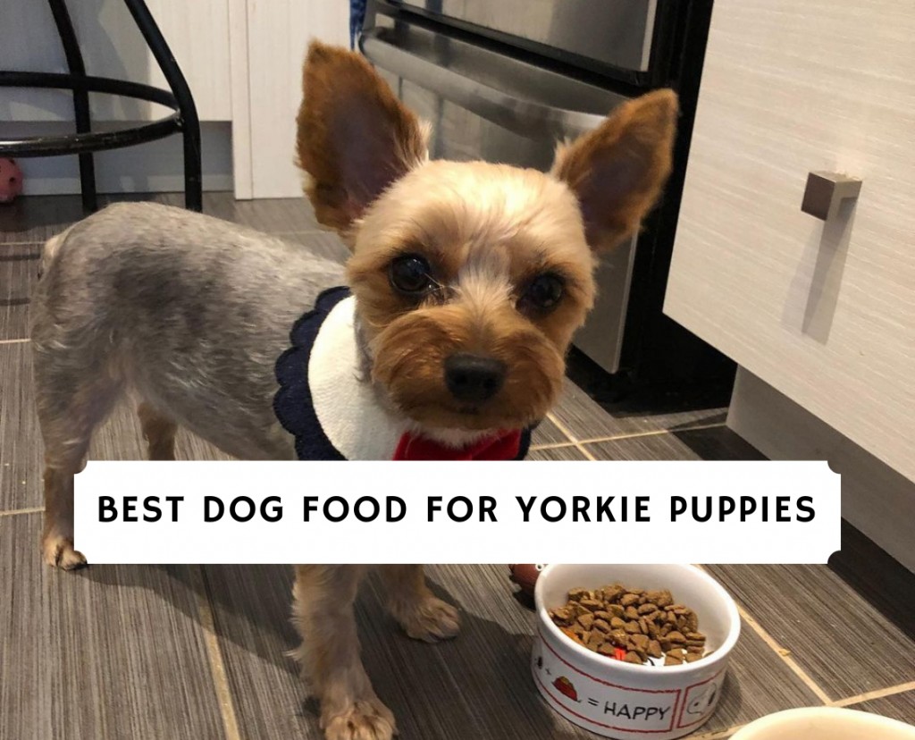 Best Dog Food For Yorkie Puppies Top 5 Picks 2021 We Love Doodles