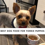 Best Dog Food for Yorkie Puppies