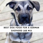 Best Dog Food for a German Shepherd Lab Mix