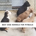 Best Dog Kennels for Pitbulls