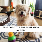 Best Dog Toys for Separation Anxiety
