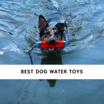 Best Dog Water Toys
