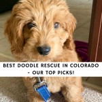 Best Doodle Rescue in Colorado