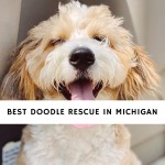 Best Doodle Rescue in Michigan