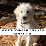 Best Pyredoodle Breeders in the United States