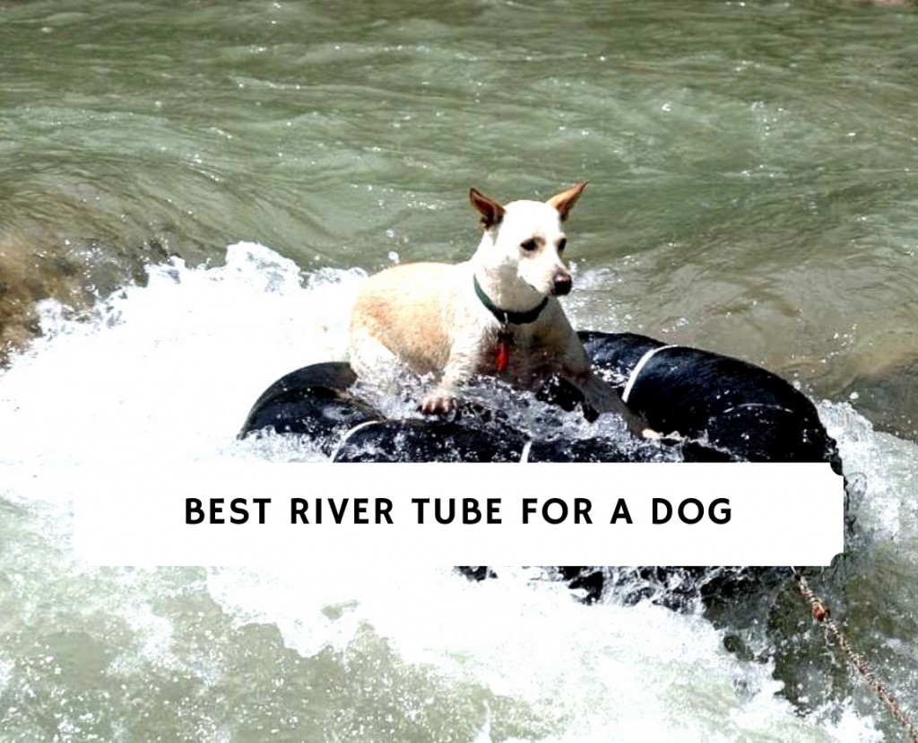 Best River Tube for a Dog - Top 9 Picks! (2023) - We Love Doodles