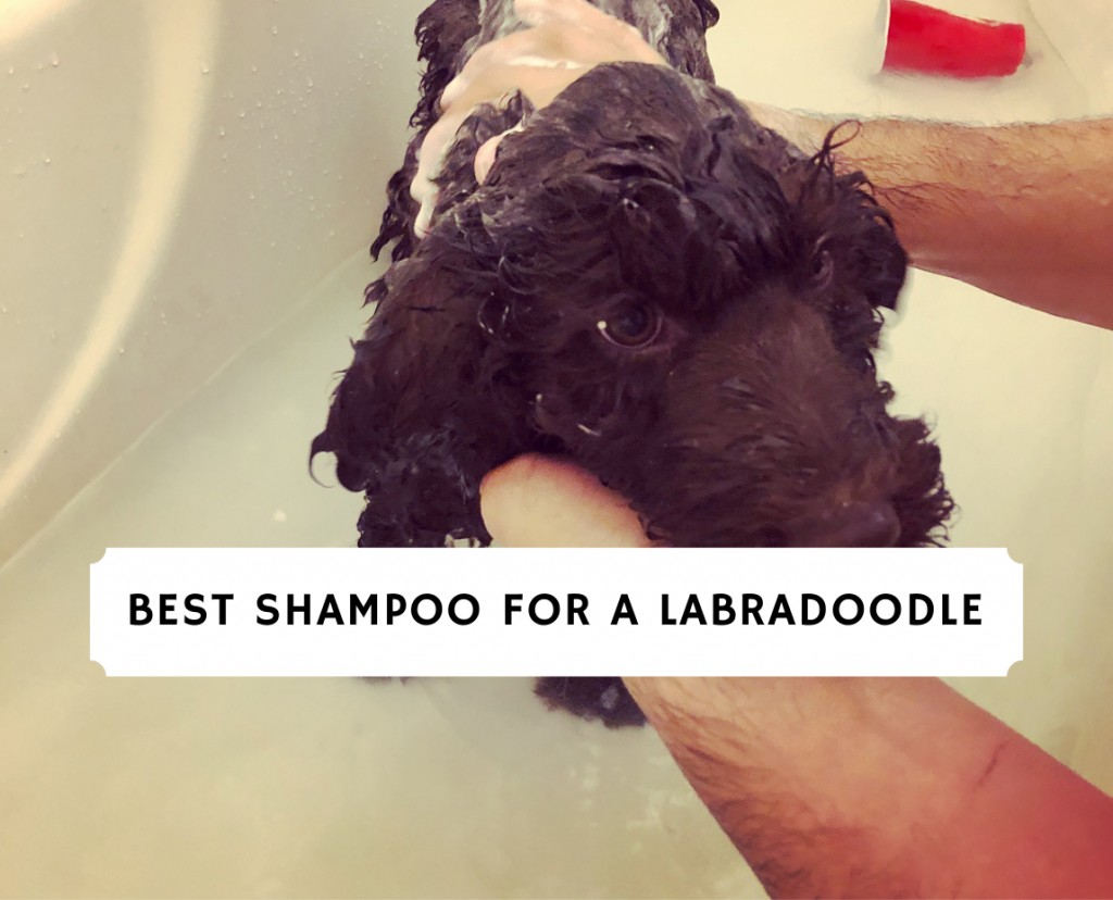 Best shampoo for outlet labradoodle