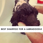Best Shampoo for a Labradoodle