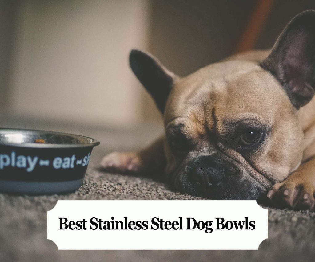 Best Stainless Steel Dog Bowls