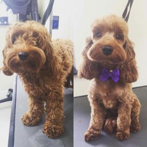 Cockapoo Haircut prima e dopo