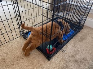 mini goldendoodle crate