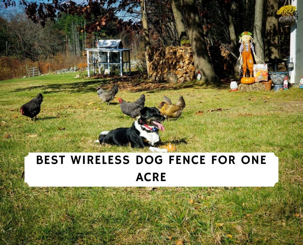 Best Wireless Dog Fence For 1 Acre Top 6 Picks 2021 We Love Doodles