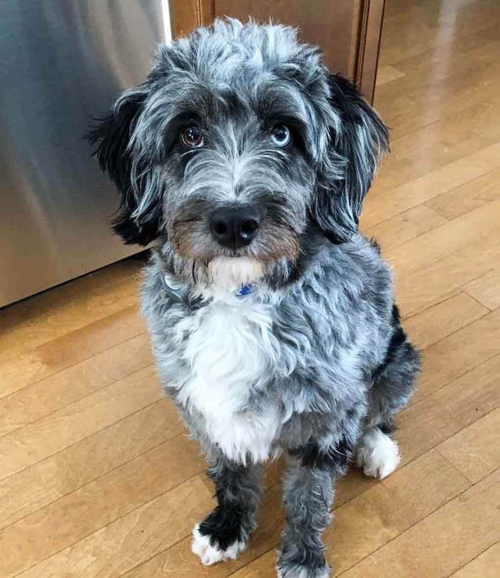 Types of Aussiedoodle Colors! Merles, Solids, etc.