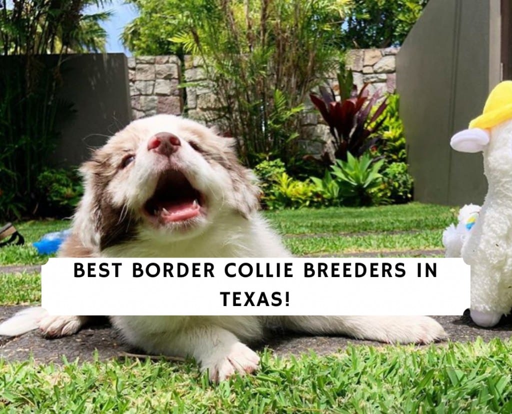 Best Border Collie Breeders In Texas 2021 We Love Doodles