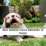 Border Collie Breeders in Texas