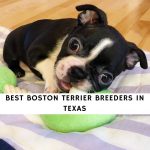 Boston Terrier Breeders In Texas
