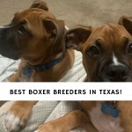 Boxer Breeders in Texas