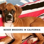 Boxer breeders in California