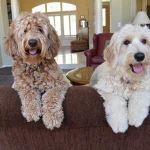 Brookside Mini Labradoodles