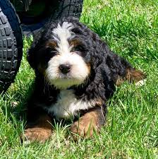 Buckeye Ridge Bernedoodles