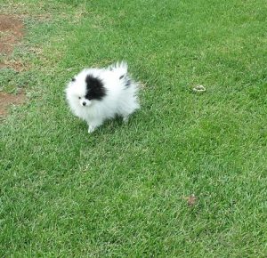  Candi Farget Poms California