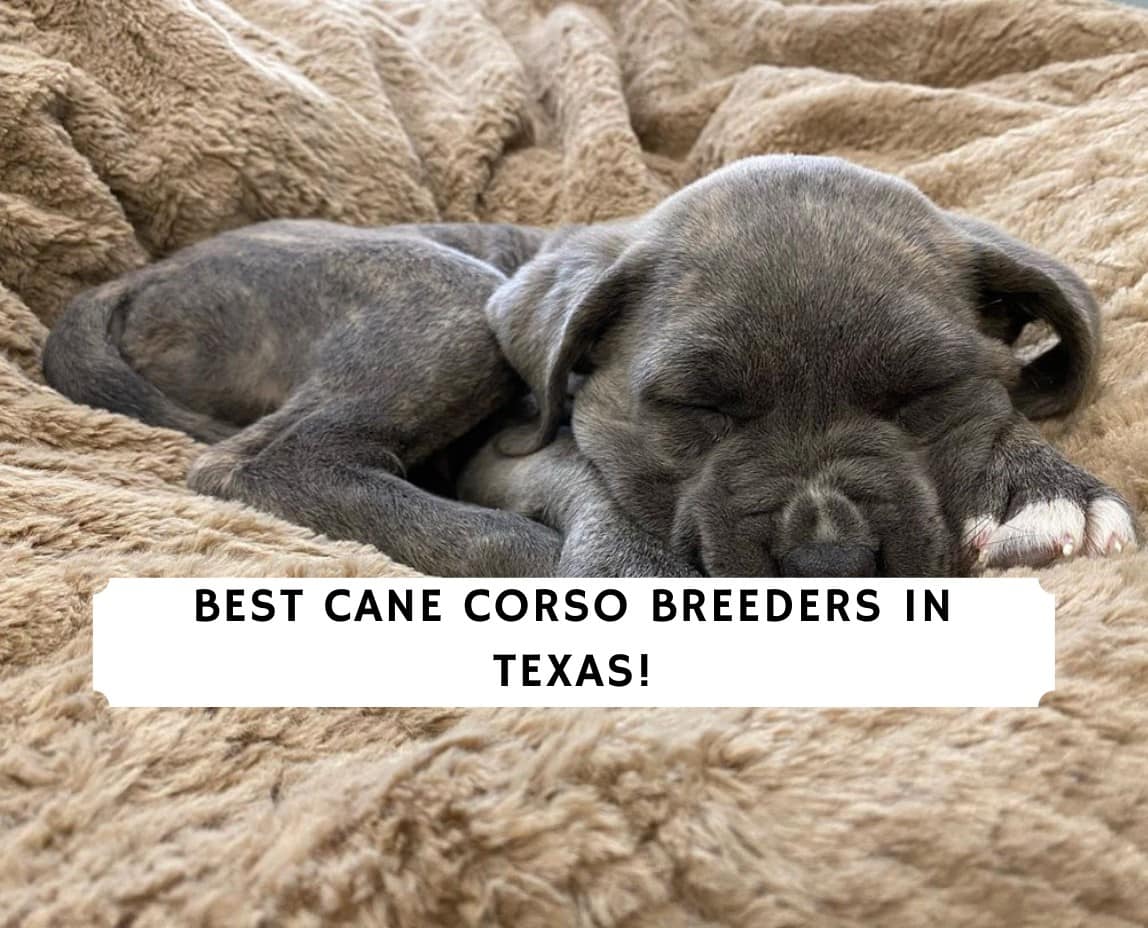 Best Cane Corso Breeders in Texas! (2021) We Love Doodles