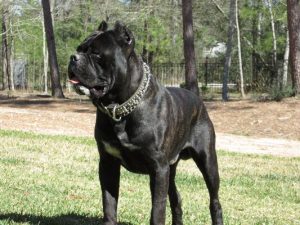 Best Cane Corso Breeders In Texas 2021 We Love Doodles