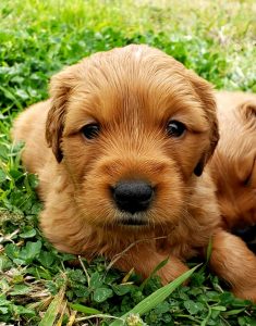 6 Best Golden Retriever Breeders in Texas! (2020) We Love ...