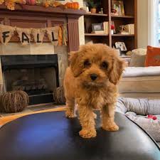 kc registered cavapoo breeders