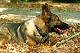 Carolina German Shepherd Rescue