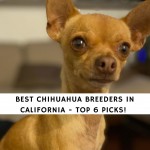 Chihuahua Breeders in California