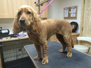 Cockapoo Cocker Spaniel Knip