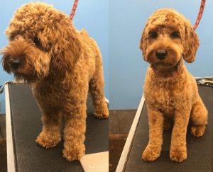 Cockapoo Puppy Cut