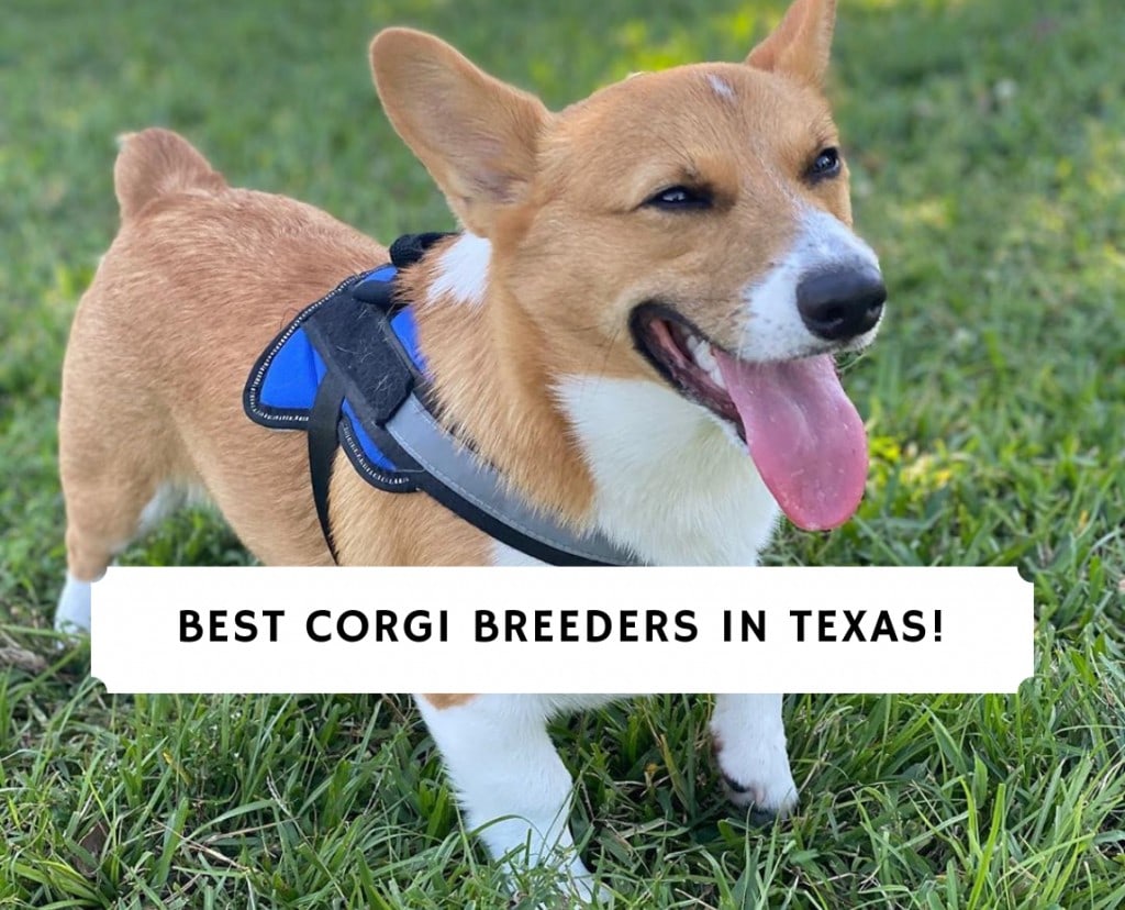 5 Best Corgi Breeders In Texas 2021 We Love Doodles